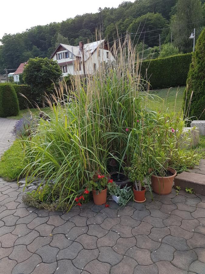 Ferienwohnung Am Rennsteig Bei Eisenach - Ilona Schmidt Wolfsburg-Unkeroda Zewnętrze zdjęcie